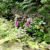 Plants: image 52 Of 208 Thumb